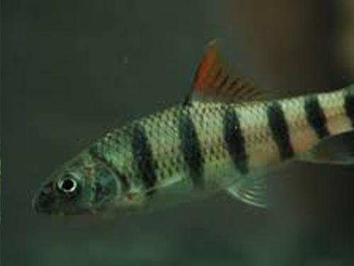 Barb Fish