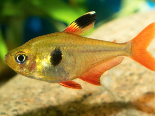 Tetra Fish