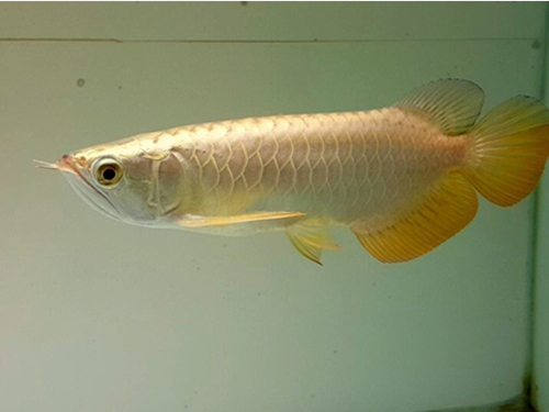 Arowana Fish