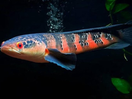 Snakehead Fish